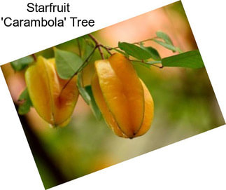 Starfruit \'Carambola\' Tree