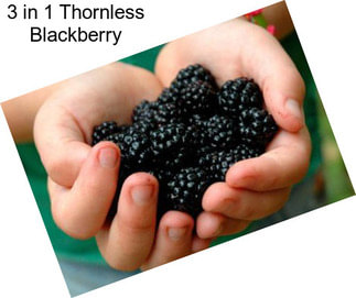 3 in 1 Thornless Blackberry