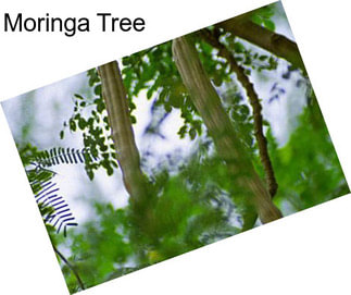 Moringa Tree