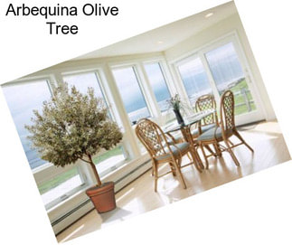 Arbequina Olive Tree