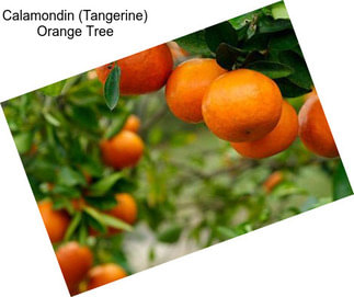 Calamondin (Tangerine) Orange Tree