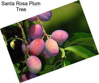 Santa Rosa Plum Tree