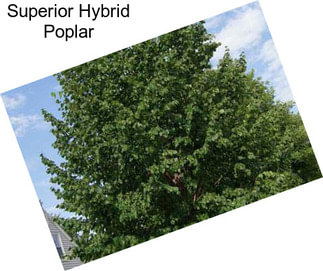 Superior Hybrid Poplar