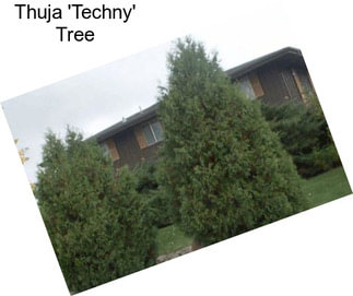 Thuja \'Techny\' Tree