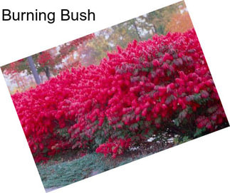 Burning Bush