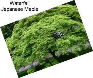 Waterfall Japanese Maple