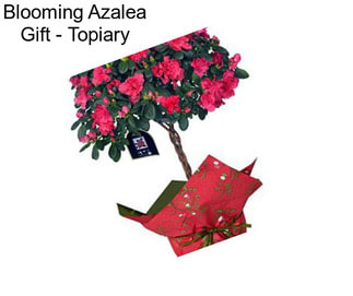 Blooming Azalea Gift - Topiary