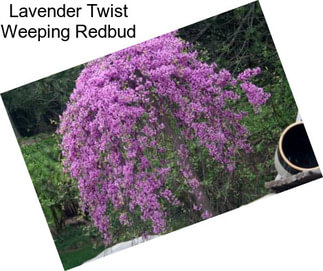 Lavender Twist Weeping Redbud