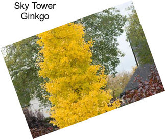 Sky Tower Ginkgo