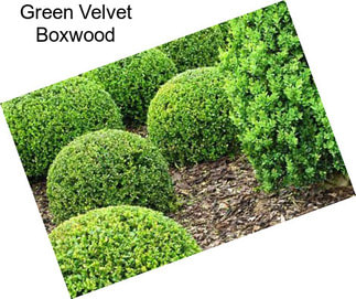 Green Velvet Boxwood