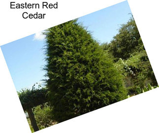 Eastern Red Cedar