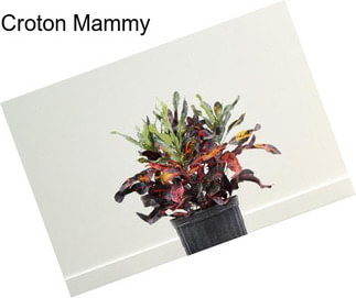 Croton Mammy