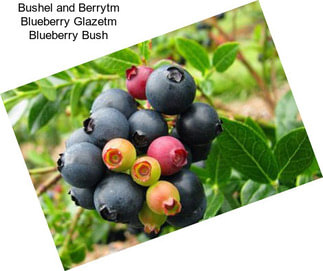 Bushel and Berrytm Blueberry Glazetm Blueberry Bush