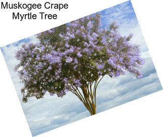 Muskogee Crape Myrtle Tree