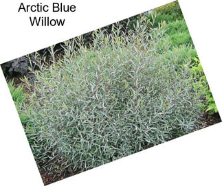 Arctic Blue Willow