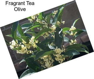 Fragrant Tea Olive