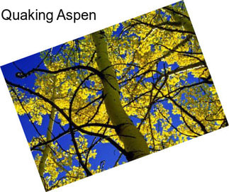 Quaking Aspen