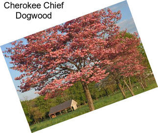 Cherokee Chief Dogwood