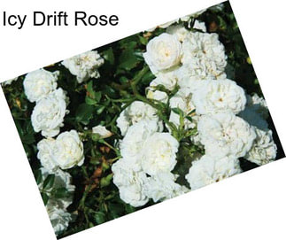 Icy Drift Rose