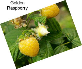 Golden Raspberry