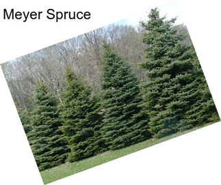 Meyer Spruce