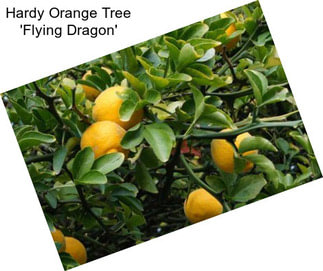 Hardy Orange Tree \'Flying Dragon\'