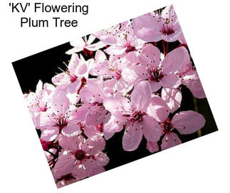 \'KV\' Flowering Plum Tree