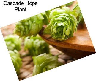 Cascade Hops Plant