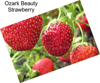 Ozark Beauty Strawberry