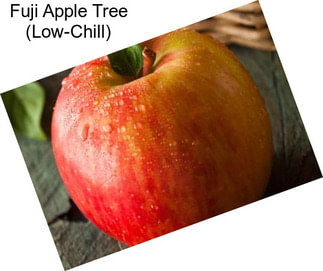 Fuji Apple Tree (Low-Chill)