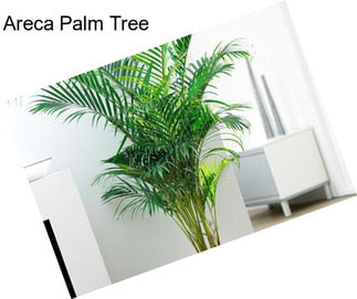 Areca Palm Tree