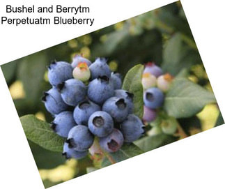 Bushel and Berrytm Perpetuatm Blueberry