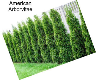 American Arborvitae