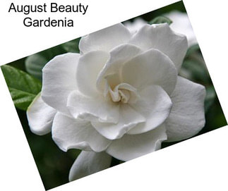 August Beauty Gardenia