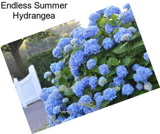 Endless Summer Hydrangea