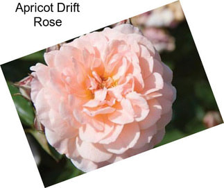 Apricot Drift Rose