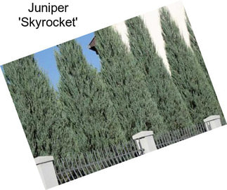 Juniper \'Skyrocket\'