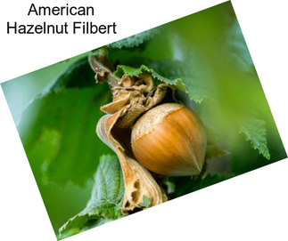 American Hazelnut Filbert
