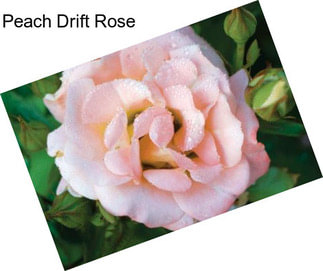 Peach Drift Rose