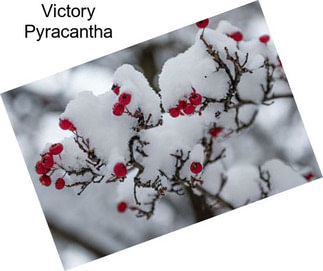 Victory Pyracantha