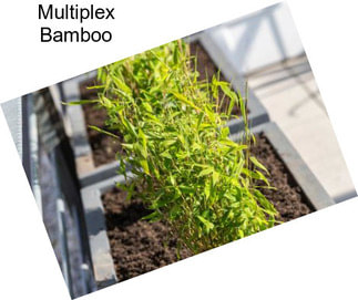 Multiplex Bamboo