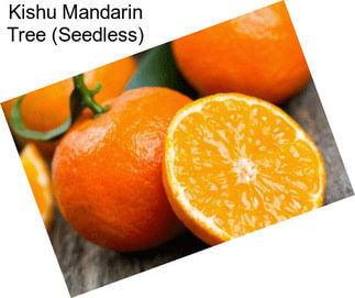 Kishu Mandarin Tree (Seedless)