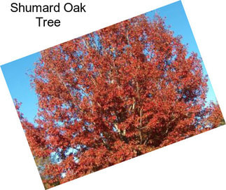 Shumard Oak Tree