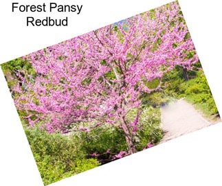 Forest Pansy Redbud