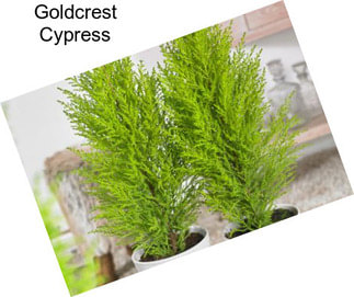 Goldcrest Cypress