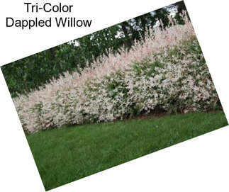 Tri-Color Dappled Willow