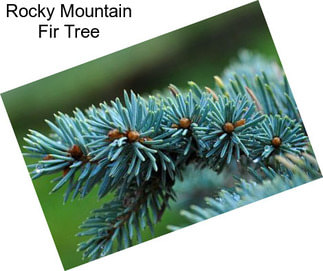 Rocky Mountain Fir Tree