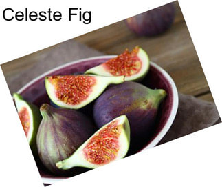 Celeste Fig