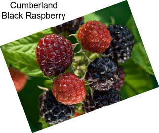 Cumberland Black Raspberry