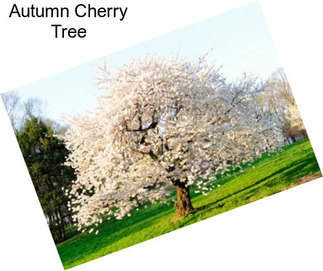 Autumn Cherry Tree